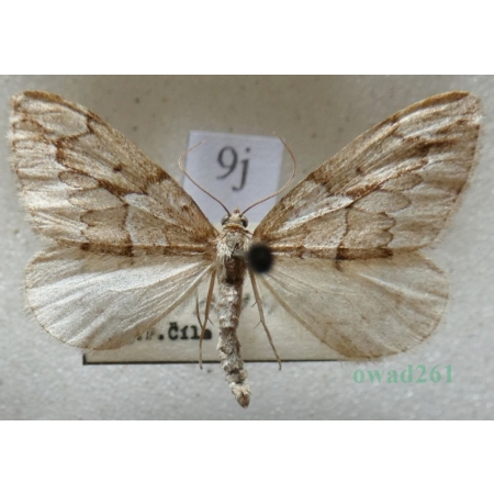Thera juniperata (Linnaeus, 1758) Paśnik juniperata Czech9j